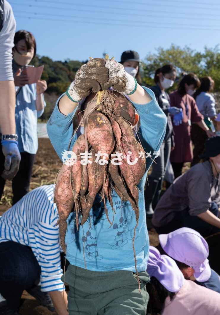 アワーキッズ湘南「芋掘り」(やるきぐみ)